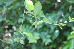 Pyrenacantha volubilis